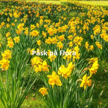 Påsk på Flora